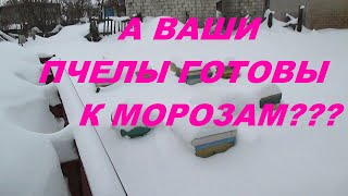 Пчеловодство зимой  Испытание для пчел