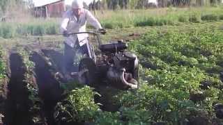 Мотоблок здк 4 905  окучиваем картошку