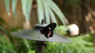 Butterflies at Meijer Gardens