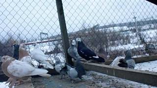 Копия видео Голуби Свердловские высоколетные рябые 2014год Кушва
