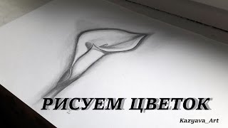 Как нарисовать цветок Калла поэтапно карандашом.  How to draw a flower