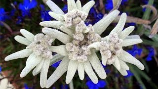 Андре Рье "Эдельвейс" - Andre Rieu "Edelweiss"