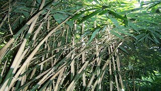 Efectos Secundadarios De La Hoja De Bambu