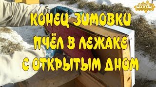 КОНЕЦ ЗИМОВКИ ПЧЁЛ В ЛЕЖАКЕ С ОТКРЫТЫМ ДНОМ
