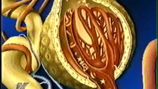 Выделительная система, Почки (фильм)