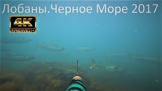ГИГАНТСКИЕ КОСЯКИ КРУПНОГО ЛОБАНА. ПОДВОДНАЯ ОХОТА ЧЕРНОЕ МОРЕ 2017
