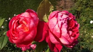 Benjamin Britten eine Englische Rose die nicht ganz genügt