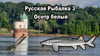 Русская Рыбалка 3. Осетр белый. Редкости рр3