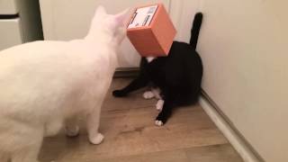 Kleenex Box Stuck On Cat's Head