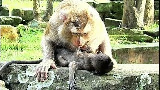 Honestly Ashley., pigtail monkey give best condition for sick poor baby Lori.