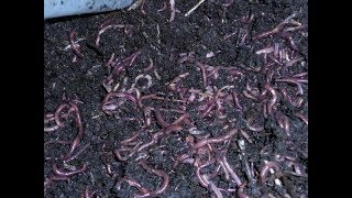 Разведение ЧЕРВЕЙ В Домашних Условиях. Заготовка ЧЕРВЕЙ на зиму. Как Сохранить Червя На Рыбалку.