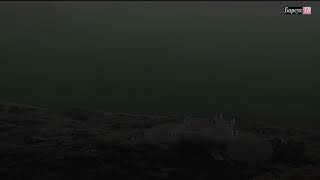 Подводная камера Eyoyo  15м 1000TVL