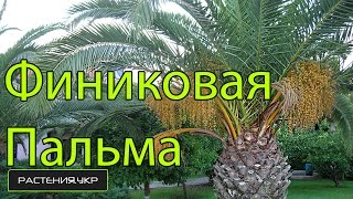 Пальма Финиковая уход в домашних условиях / Phoenicia Date palm care at home