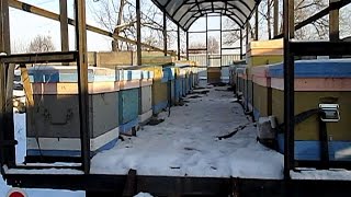 Зимовка пчел Проверка вентиляции в улье Летки зимой