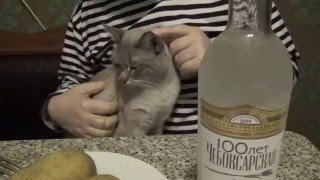 Дегустация "100 лет" Чебоксарская водка (+18)