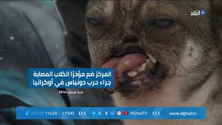 مأوى للحيوانات المتضررة من الحروب