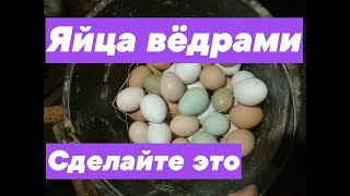 КАК ПОВЫСИТЬ ЯЙЦЕНОСКОСТЬ УНИКАЛЬНЫЙ СПОСОБ ПРОВЕРЕН ДЕСЯТИЛЕТИЯМИ.