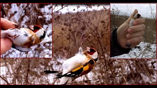 Ловля певчих птиц. Щеглы на новом месте.