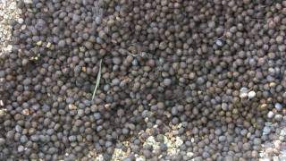 Rabbit Poop