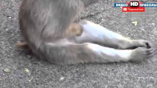 Каждая Обезьяна Делает ЭТО.  Без Всякой Цензуры!!! СМЕХ!!!