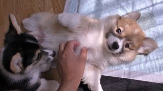 cute corgi puppies fluffy / フラッフィのコーギー子犬をモフモフしてみた 20150620 Part 11 welsh corgi pembroke