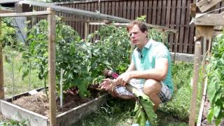 Результат эксперимента Свёкла   уплотняющая посадка между ПОМИДОРАМИ !