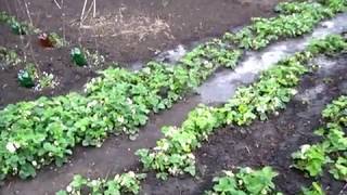 КЛУБНИКА ЦВЕТЁТ поливаем и подкармливаем зелёным чаем