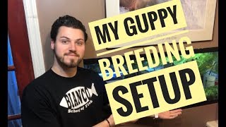 MY GUPPY BREEDING SETUP