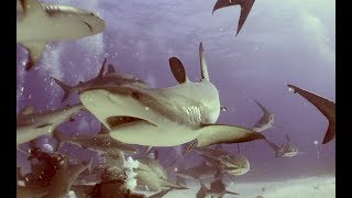 Shark & Wreck Diving Nassau Bahamas