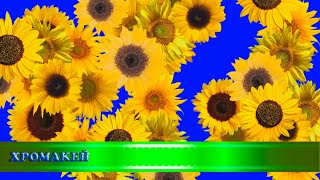 Футажи/переходы "Цветы"/хромакей/transitions "flowers"/chromakey