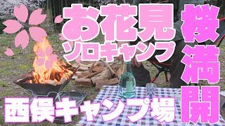 桜満開！まったりお花見ソロキャンプ　前編　～西俣キャンプ場～
