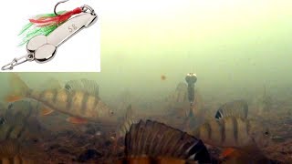 Ловля окуня зимой! Камера КАЛИПСО + МОРМЫШ! Подводная съемка
