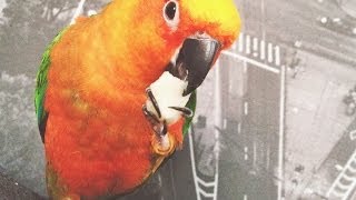 Птичка паша ест пельмени а затем танцует как пьяный.