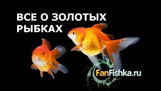 Все о Золотых Рыбках: содержании, уход, виды-породы, совместимость. Офигенный фильм!