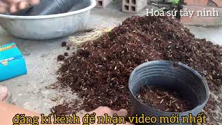 Trồng lại mấy cây sứ con và xử lý cho cây sứ con nhanh phát triển (và cách chọn chậu trồng sứ)