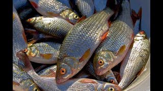 Не прикормишь не поймаешь.Как ловить на маховую удочку. Плотва.