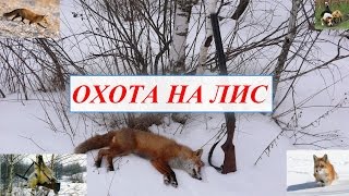 Охота на лис!ЛУЧШИЙ гон
