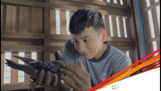 公視人生劇展－比利時賽鴿基金