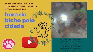 Pombo feriado  ajudar pelo homem gato queria comer o filho de pombo