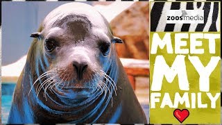 Die SEELÖWEN-Familie des Loro Parque ? | zoos.media