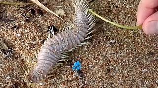 10  САМЫХ НЕВЕРОЯТНЫХ ОТКРЫТИЙ В АНТАРКТИДЕ