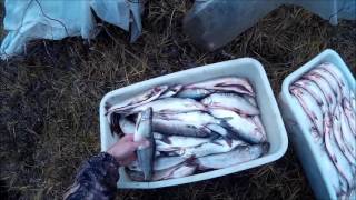 Рыбалка на севере. Пелядь,хариус.