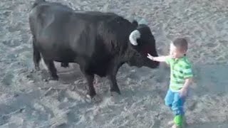 Un niño demuestra a los toreros que los toros no son violentos por naturaleza