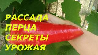 РАССАДА ПЕРЦА   БЕЗ ЧЕРНОЙ НОЖКИ ! СРАЗУ 1000 ШТ.КОРНЕЙ!