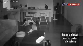Tremors frighten cats as quake hits Taiwan