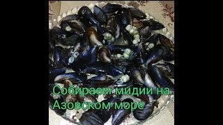 СОБИРАЕМ МИДИИ ПО БЕРЕГУ  АЗОВСКОГО  МОРЯ