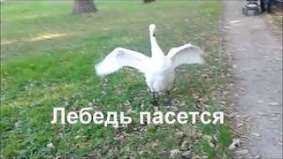 Лебедь пасется Alexander Zakurdaev