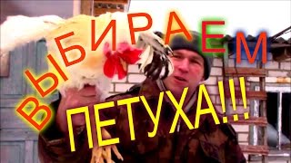 КАК ПРАВИЛЬНО ВЫБРАТЬ ПЕТУХА В КУРЯТНИК//МОЯ ЛЮБИМАЯ УСАДЬБА