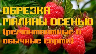Обрезка малины осенью (ремонтантные и обычные сорта)