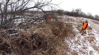 Davis Pheasant Hunt 12/23/2012
